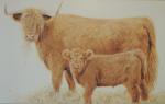 Highland, cattle, cows, farms, awards, calves